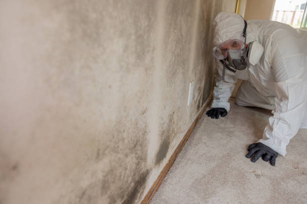 Trusted Raoul, GA Mold Removal & Remediation Experts